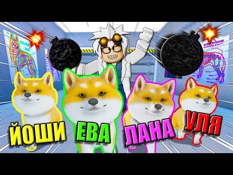 Видео: СТАЛИ ПЁСЕЛЯМИ, НО НА НАС СТАВЯТ ОПЫТЫ! Roblox Doge Story