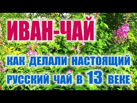 Видео: ИВАН ЧАЙ, РУССКИЙ ЧАЙ, КОПОРСКИЙ ЧАЙ. Заготовка ИВАН ЧАЯ, приготовление, ферментация и жарка.