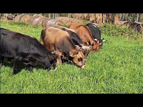 Видео: Осенне-летний день на пастбище. Тихая охота удалось.