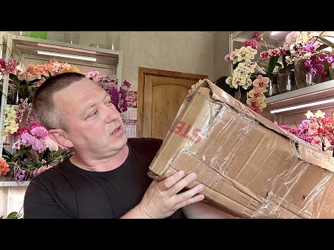 Видео: новые ОРХИДЕИ обзор посылки за 4 дня из ПЕРМСКОГО края РАССТРОИЛИ МЕНЯ