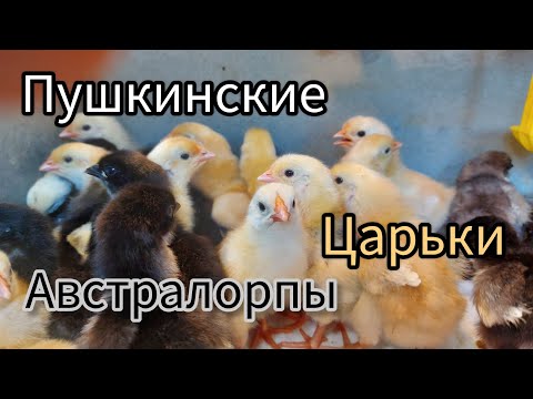 Видео: Экспериментальные цыплята.