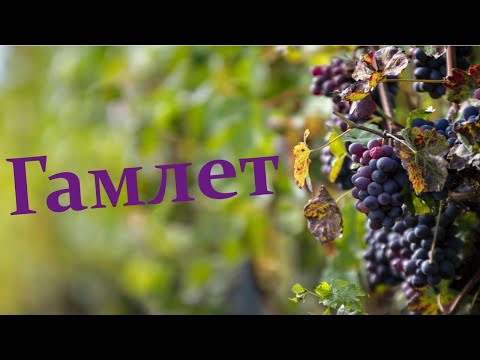 Видео: Гамлет. Hamlet