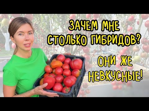 Видео: Хватит ругать гибриды. Почему сорта томатов не всегда лучше гибридов