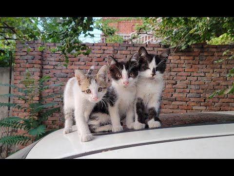 Видео: 9.09.2024 Tbilisi. район Кукиа. улица 9 братьев - улица Абхазии. Мамрадзе хеви