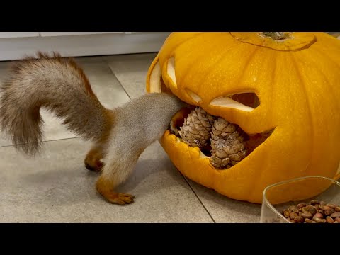 Видео: Siberian squirrels in search of nuts.Сибирские белки в поисках орешков.