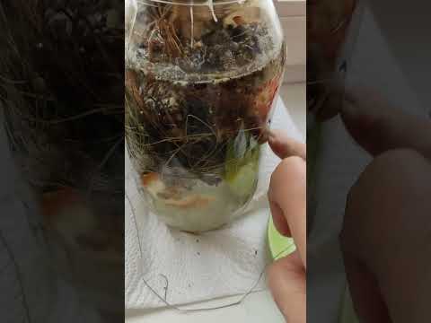 Видео: Прекрасный эликсир плодородия,а называется она Борматуха!)#зима #городская жизнь#удобрения#