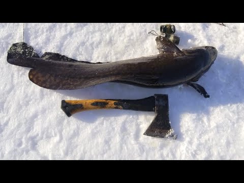 Видео: Карелия Шальский март 2024