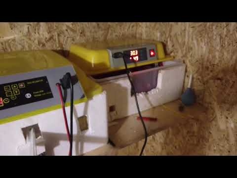 Видео: Китайский инкубатор И 48 проверка температуры.