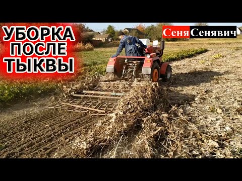 Видео: Уборка огорода после тыквы от ботвы и сорняков, готовим почву к новому сезону для хорошего урожая