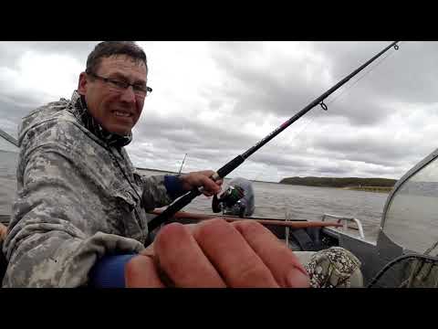 Видео: Сом чуть не утащил спиннинг!!! Не оставляйте снасти без присмотра!!!