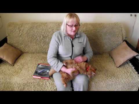 Видео: Если пропал кот...