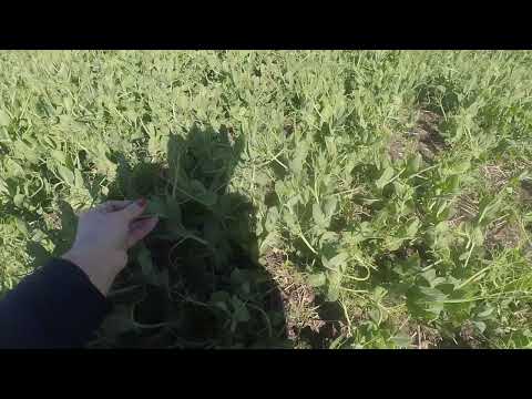 Видео: Гарний зимуючий горох!