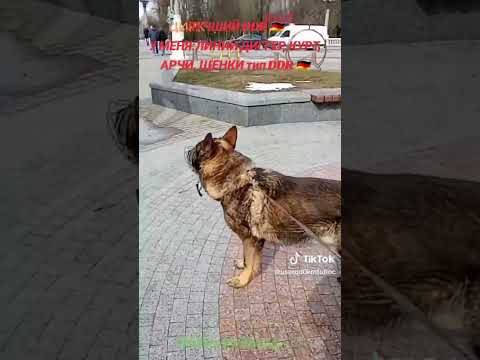 Видео: Моё разведение тип ГДР. ЛИНИИ:КУРТА, ДИГГЕРА, АРЧИ, ЕСТЬ ЩЕНКИ В НАЛИЧИИ. БЕЛАРУСЬ 🇧🇾