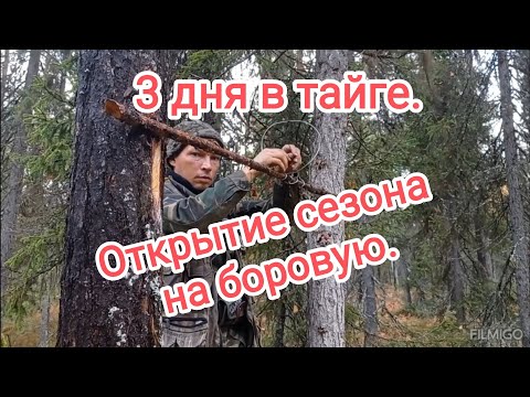 Видео: 3 дня в тайге. Открытие сезона на боровую.