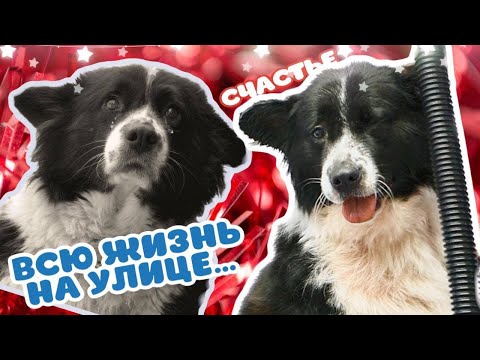 Видео: Из мороза -40 в ТЕПЛУЮ ванну. Дворняжка МАША дома.