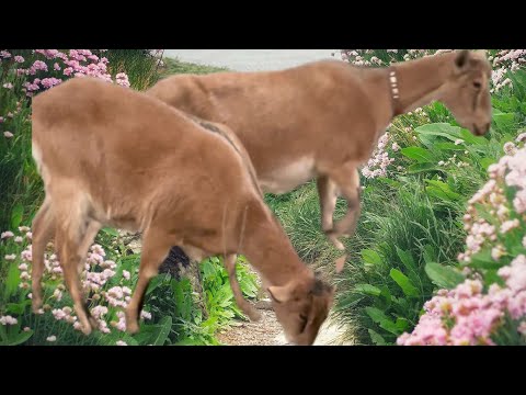 Видео: Самые лучшие травы для коз.