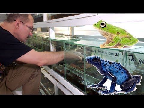 Видео: Как живут лягушки? Содержание лягушек. Часть 1.