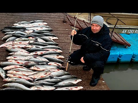 Видео: Удивительная рыбалка на волжских раскатах. Выбираем снасти и ловим жереха.
