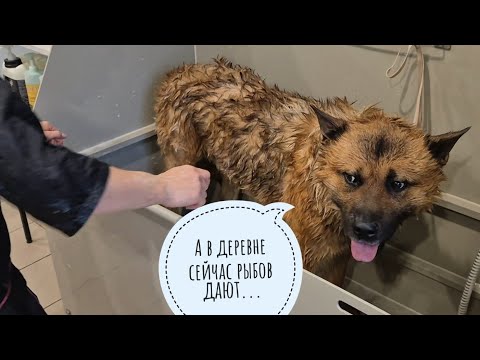 Видео: Пёс Кубик в Москве на приёме у грумера. 50 минут переживаний и умилений