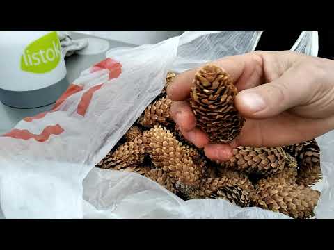 Видео: Как собрать семена ЕЛИ ГОЛУБОЙ? ПОСЕВ,проверенный годами!