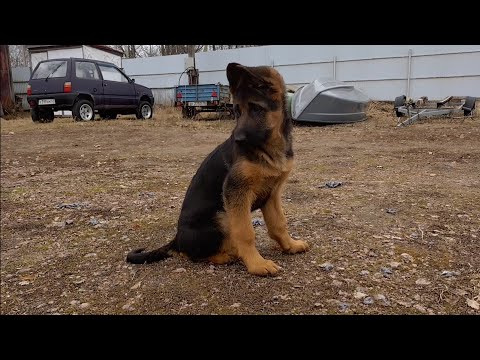 Видео: Немецкая овчарка. Выбираем щенка... 2.04.2024