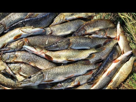 Видео: ОПЯТЬ нарвались на ЖОР ЩУКИ! Бешеный КЛЕВ на БЛЕСНУ! Рыбалка на спиннинг с ДЕДОМ!