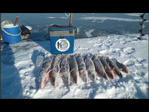 Видео: Первый лед  23.11.2024 . Тонны щук под льдом . Супер открытие