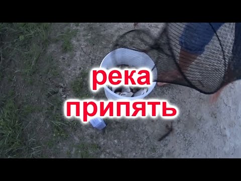 Видео: Рыбалка в Беларуси! Рыбалка на реке Припять 15-17 июля! Район посёлка Лахва!