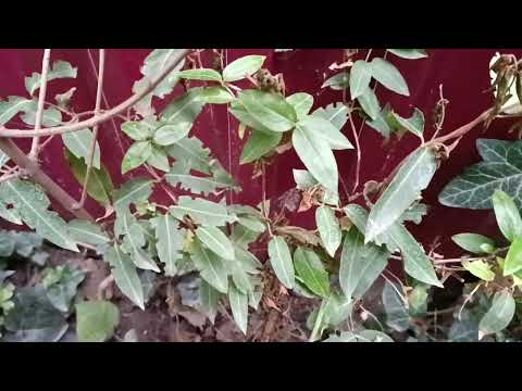 Видео: Лучшие растения для жаркого климата!Бересклет,Элеагнус,,Магнолия,Падуб,ПИРАКАНТА,Фотиния!24.10.24🍁🍁🍁