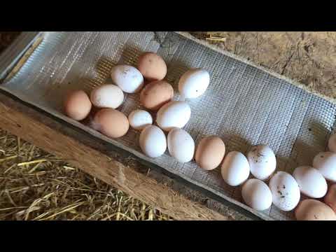Видео: Как приучить кур нестись в новые гнезда