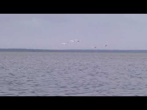 Видео: Ямозеро