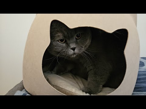 Видео: НОВЫЙ ДОМИК ДЛЯ СИЛЬВЕРА /Британский кот 