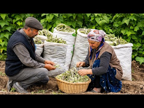 Видео: Старый Способ Хранения Зеленой Консервированной Фасоли в Течение Целого Года