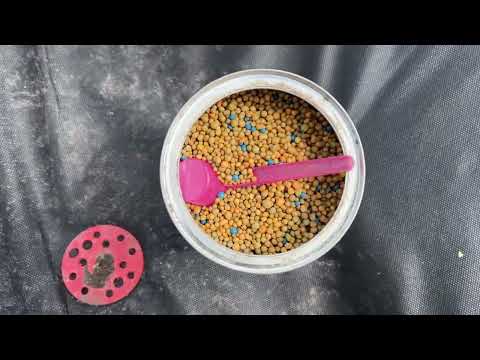 Видео: Посадка Фриго 2024г🤩👍🫶‼️ Как садим мы👍‼️👍