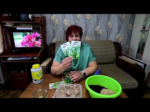 Видео: 🌱 ОГОРОД НА ПОДОКОННИКЕ! Сеем Огурцы в октябре!! Какие сорта выбрать и как подготовить почву!!