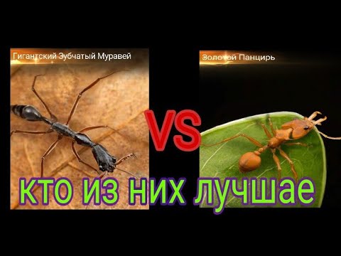Видео: the ants underground kingdom гигантский зубчатый муравей против золотого панциря кто лучше.