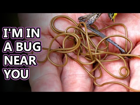 Видео: Факты о волосатых червях: не для слабонервных | Архив фактов о животных