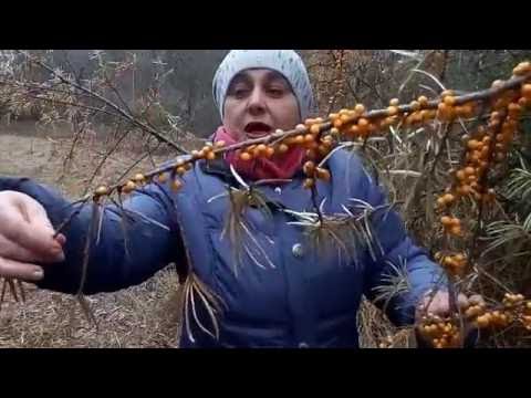 Видео: ОБЛЕПИХА.Когда и как собирать.