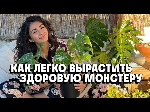 Видео: Как вырастить красивую здоровую монстеру легко и быстро! Фитильный полив.