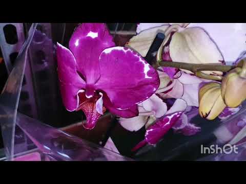 Видео: Обзор орхидей в магазине "Росток"/12.11.25/