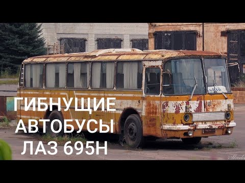 Видео: ГИБНУЩИЕ ПОД ОТКРЫТЫМ НЕБОМ АВТОБУСЫ ЛАЗ 695Н