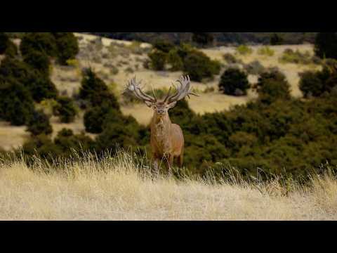 Видео: Охота на благородного оленя в Новой Зеландии в 2025 году — захватывающий рёв, трофейные быки длин...