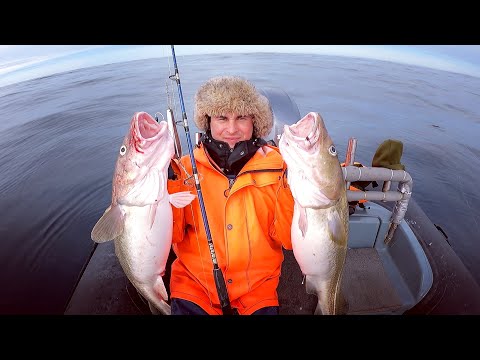 Видео: ЗАВАЛИЛИ ЛОДКУ РЫБОЙ в Баренцевом море / FILLED UP THE BOAT WITH FISH in the Barents Sea