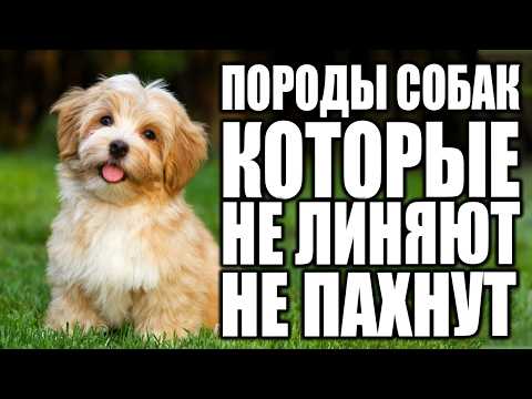 Видео: Топ 15 Пород Собак, Которые НЕ ЛИНЯЮТ и НЕ ПАХНУТ | Маленькие породы собак, которые не линяют