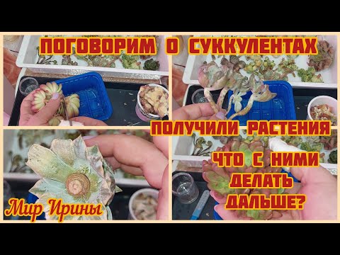 Видео: #мояколлекция Поговорим о суккулентах | Получили растения | Что с ними дальше делать? ●☆▪︎☆▪︎☆