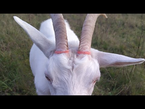 Видео: Обезроживание взрослых коз резинками. Поведение животного и поведение хозяев.