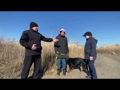 Видео: Агрессия?? Усыпить ротвейлера!! Дрессировка собак