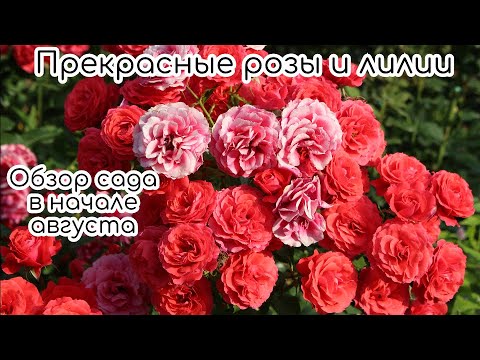 Видео: Прекрасные розы и лилии. Обзор сада в начале августа