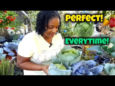 Видео: В чем СЕКРЕТ выращивания большой, красивой ОРГАНИЧЕСКОЙ КАПУСТЫ БЕЗ ВРЕДИТЕЛЕЙ?