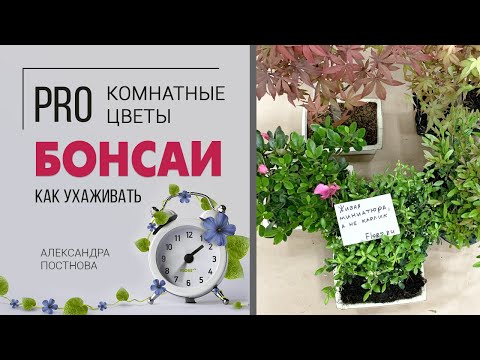 Видео: Бонсай | Восточное искусство карликовых садов | Карликовые деревья